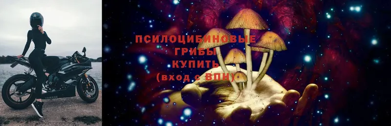 Галлюциногенные грибы Magic Shrooms Новозыбков